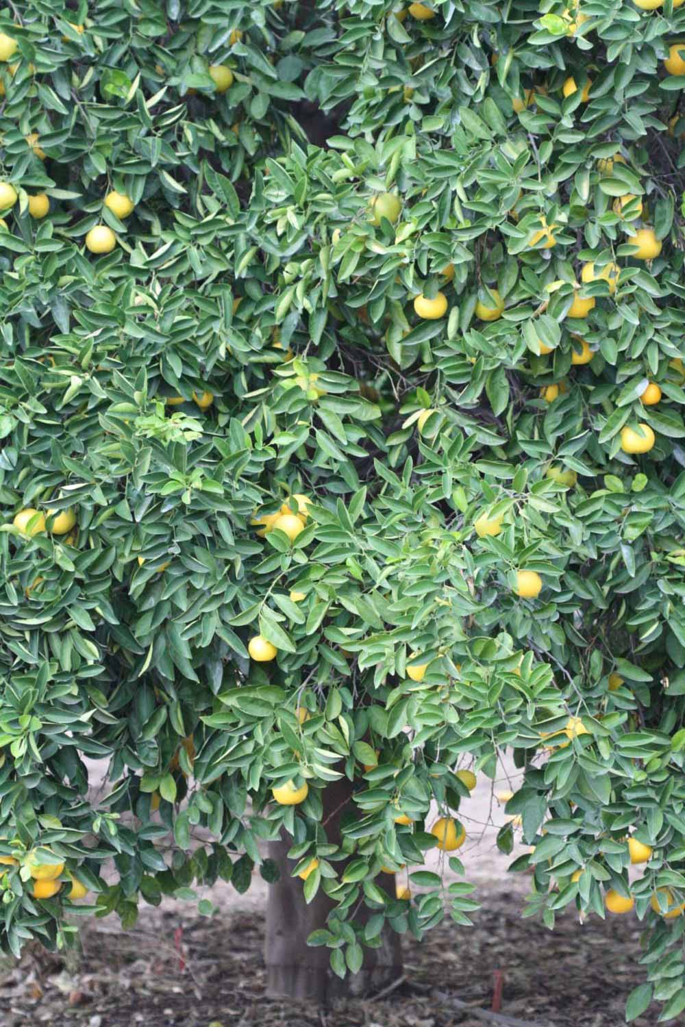            Habit (Goutoucheng, Riverside, CA)   